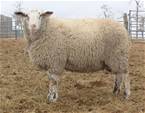 Sheep Trax Logan 306L